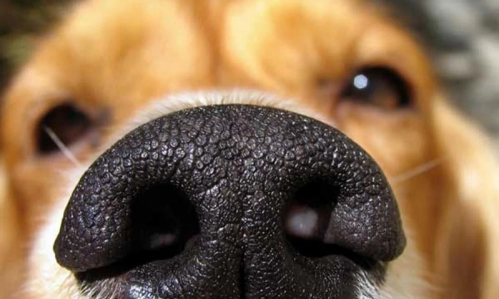 Σκυλάκι ράτσας ταξιδεύει μαζί με την ιδιοκτήτρια στο αεροπλάνο!